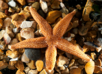 Starfish Asterias rubens. Credit: Ray Crundwell.