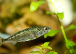 Three-spined Stickleback. Credit: Hadot/iStock.com