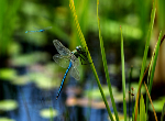 Close up of two blue dragonflies. Credit: iStock.com