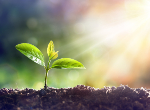 Young plant growing in sunlight. Credit:iStock.com/RomoloTavani