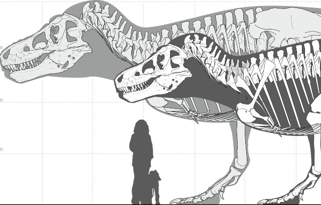 Skeleton of the currently largest - known T. rex skeleton (foreground) and the hypothesized largest possible giant. Credit: Mark Witton.