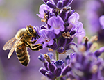 Bee on lavender