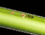 Crematogaster ant on Macaranga plant