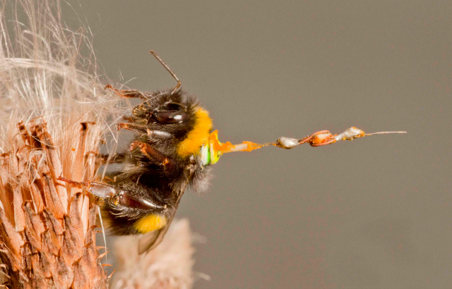 Photo by Joseph Woodgate