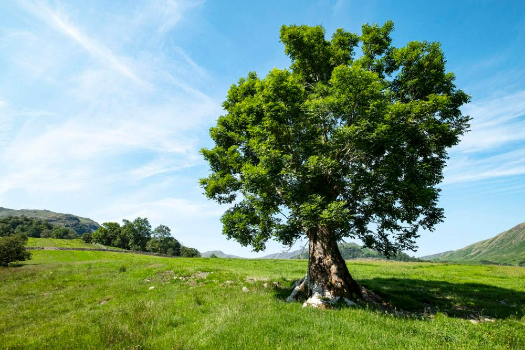 Genetic resistance brings hope for ash trees