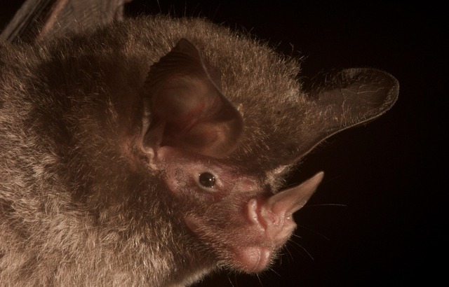 Credit: Elizabeth Clare/QMUL