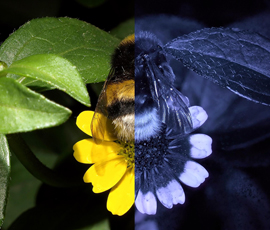 Creeping Zinnia (Sanvitalia procumbens) as we see it (left) and with UV shades made visible (right) (c) Dr Klaus Schmitt, Weinheim uvir.eu