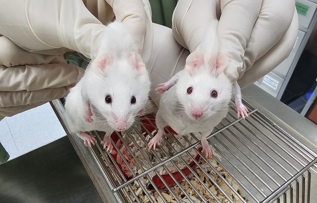 The mouse on the left is a chimeric with dark eyes and patches of black fur, a result of stem cells derived from a choanoflagellate Sox gene. The wildtype mouse on the right has red eyes and all white fur. The colour difference is due to genetic markers used to distinguish the stem cells, not a direct effect of the gene itself. Credit: Gao Ya and Alvin Kin Shing Lee, with thanks to the Centre for Comparative Medicine Research (CCMR) for their support.