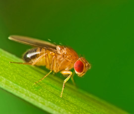 Drosophila