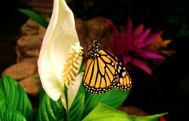 Curtis Horne and colleagues investigate the effects of seasonal warming on body size in insects and crustaceans