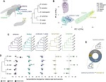 Chemosensory tissue transcriptome evolution. Credit: Gwénaëlle Bontonou et. al./Nature Communications