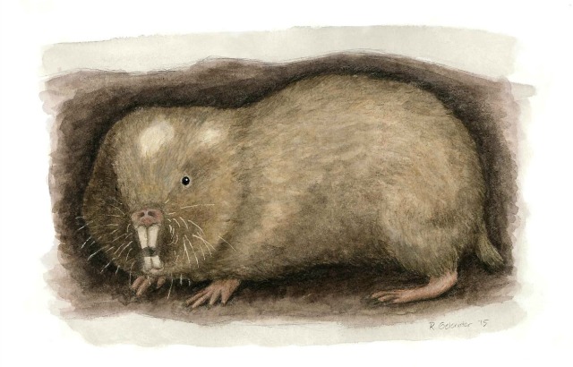 Fukomys livingstoni. Illustration by Rebecca Gelertner of Near Bird Studios (@NearBirdStudios)