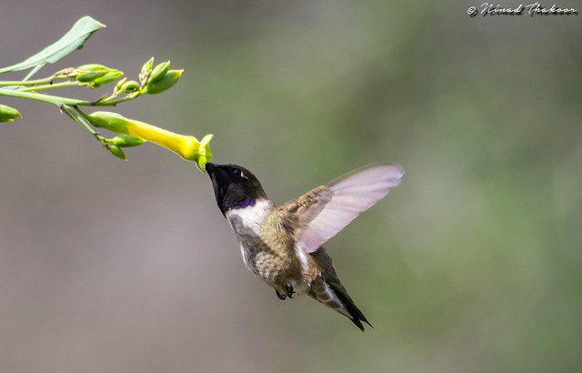 Photo: Ninad Thakoor