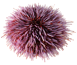 Sea urchins could hold the key to youth