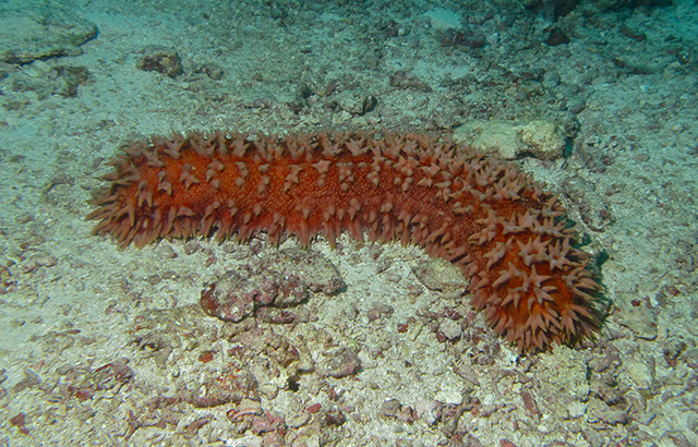 Sea cucumber species Theenota ananas