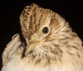 Skylark (Alauda arvensis)