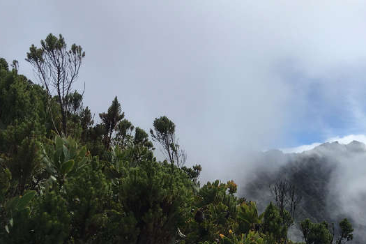 Discovery of two mole-rat species creates new protected areas in Tanzania