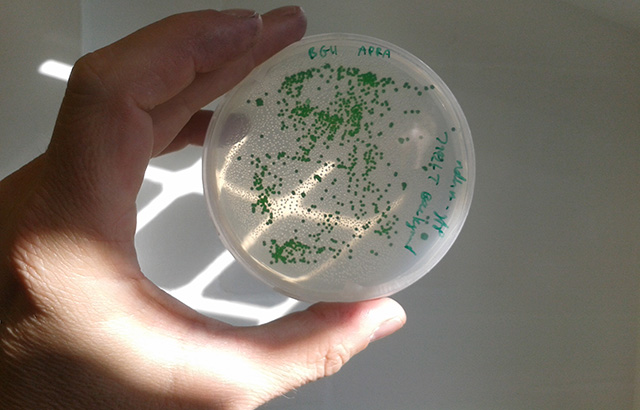 Colonies of Synechocystis bacteria