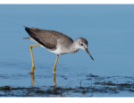 A picture of a Lesser Yellowlegs bird wading in the water