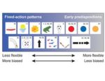 Innate biases vary in flexibility and strength. Fixed-action patterns usually have low flexibility and high strength, while early predispositions are weak and plastic. The figure illustrates some innate biases described in the references indicated with specific numbers. Cues position along this spectrum should be interpreted qualitatively. The exact position on the horizontal axis is purely indicative, as predispositions depend on species and context, as shown in this article.