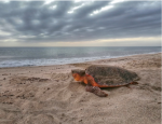 Turtle on the beach facing the sea under a cloudy sky