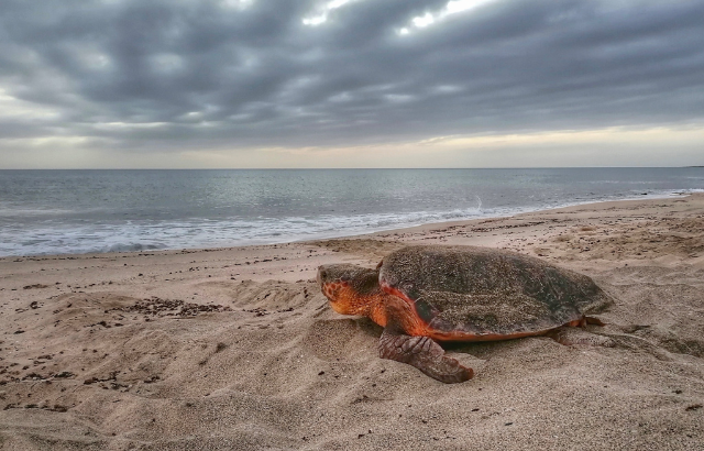 Turtle on the beach facing the sea under a cloudy sky