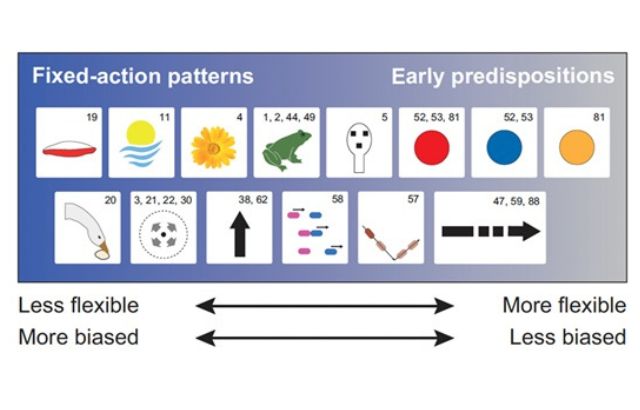 Innate biases vary in flexibility and strength. Fixed-action patterns usually have low flexibility and high strength, while early predispositions are weak and plastic. The figure illustrates some innate biases described in the references indicated with specific numbers. Cues position along this spectrum should be interpreted qualitatively. The exact position on the horizontal axis is purely indicative, as predispositions depend on species and context, as shown in this article.