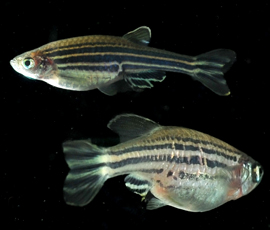 Zebrafish