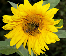 A bumblebee and honeybee © A. Jaithirtha