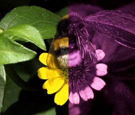 Image: ©Klaus Schmitt