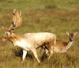 Fallow buck