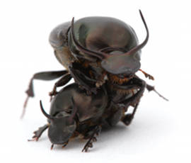 Two males of Onthphagus taurus © Alex Wild