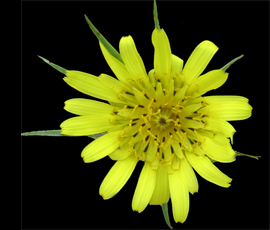 Close-up of Tragopogon miscellus inflorescence