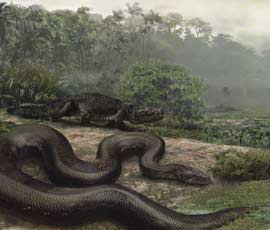 Titanoboa cerrejonensis © Jason Bourque, University of Florida
