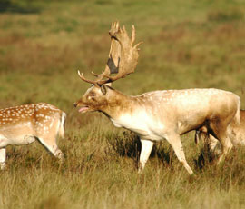 Male fallow deer male groaning. © Dr Trent Garner