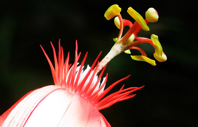 Flowers can be dazzlingly colourful, but new work shows that there is a limit to just how dazzling they want to be. Iridescence, where colours look different from different vantage points, is kept at moderate levels in flowers so as not to confuse pollinating bees. Photo credit: Lars Chittka