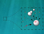 Illustration of motile bacteria encountering a sinking organic particle (“marine snow”), colonizing it, reproducing, and releasing offspring that disperse to search for additional particles.