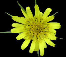 Tragopogon miscellus