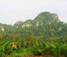 Oil palm plantations are having a devastating effect on biodiversity. Photo by Matthew Struebig.