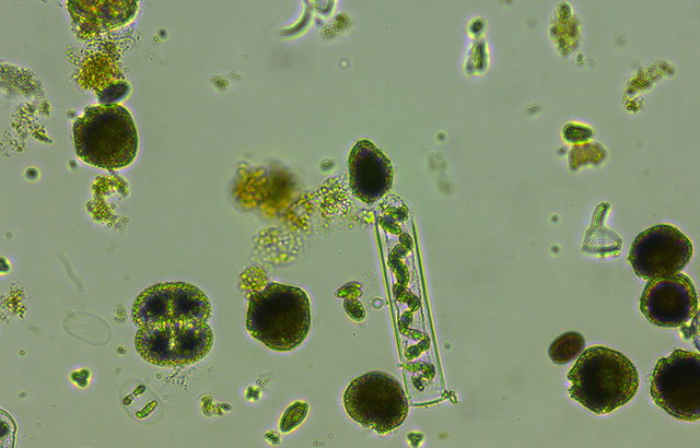 Phytoplankton from the mesocosm experiment. © Daniel Padfield