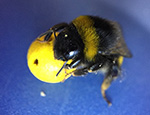 Bee holding a mini-ball (c) Iida Loukola