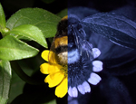 Creeping Zinnia (Sanvitalia procumbens) as we see it (left) and with UV shades made visible (right) (c) Dr Klaus Schmitt, Weinheim uvir.eu