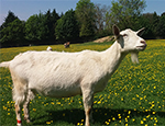 A goat at Buttercups Sanctuary for Goats in Kent, UK. Credit: Christian Nawroth