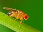 Drosophila