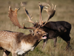 Male fallow deer calling