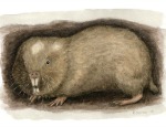Fukomys livingstoni. Illustration by Rebecca Gelertner of Near Bird Studios (@NearBirdStudios)