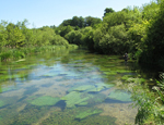The river Itchen in Hampshire
