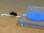 A bumblebee pulling a string. Credit: Olli Loukola