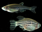 Zebrafish