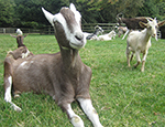 Goats at Buttercups Sanctuary (c) Elodie Briefer 